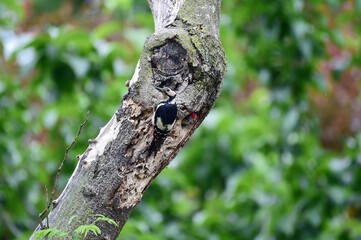 Obraz premium A great spotted woodpecker bird