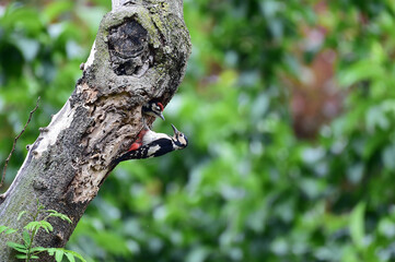A great spotted woodpecker bird