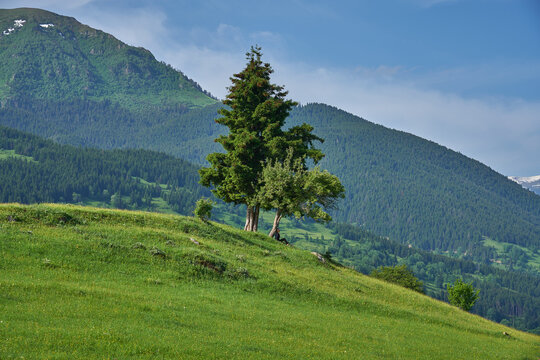 Girl sitting under a lonesome tree. Landscape of green nature, meadow, valley and snowy mountains taken in Yavuzköy, Şavşat, Black Sea / Karadeniz region of Turkey.