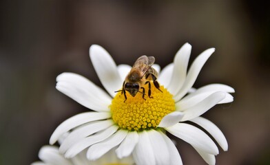 bee on daisy