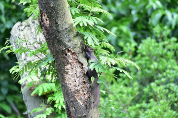 Fototapeta premium A great spotted woodpecker bird