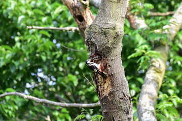 A great spotted woodpecker bird