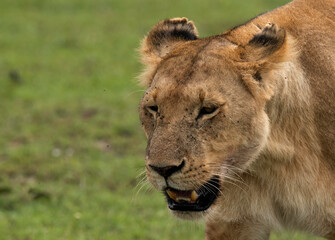 Obraz premium Closeup of a lioness at Masai Mara, Kenya