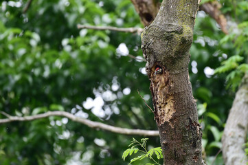 A great spotted woodpecker bird