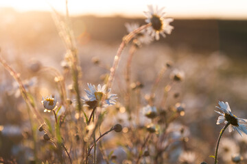Wildflower Daisies At Sunset