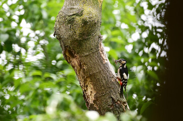 A great spotted woodpecker bird