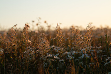 Grass Meadow At Sunset