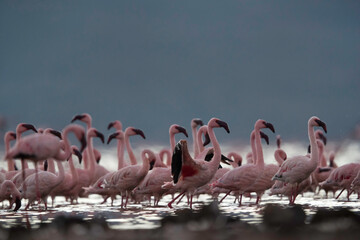 Beautiful Lesser Flamingos at Lake Bogoria, Kenya