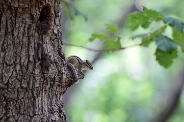 Obraz premium A squirrel on the tree