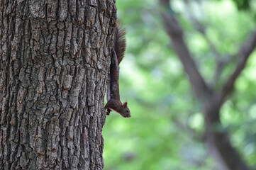 Obraz premium Eurasian Red Squirrel on the tree