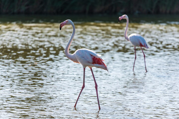 Pink flamingo, Camargue, France