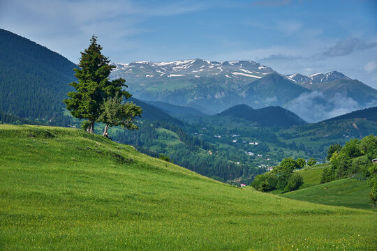 Girl sitting under a lonesome tree. Landscape of green nature, meadow, valley and snowy mountains taken in Yavuzköy, Şavşat, Black Sea / Karadeniz region of Turkey.