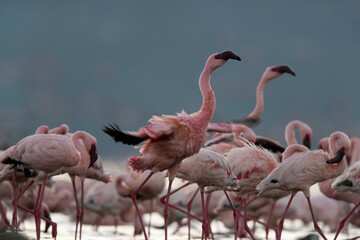 Flocks of Lesser Flamingos at Lake Bogoria, Kenya