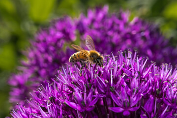 Honey Bee (Apis mellifera) on Purple Onion Flower