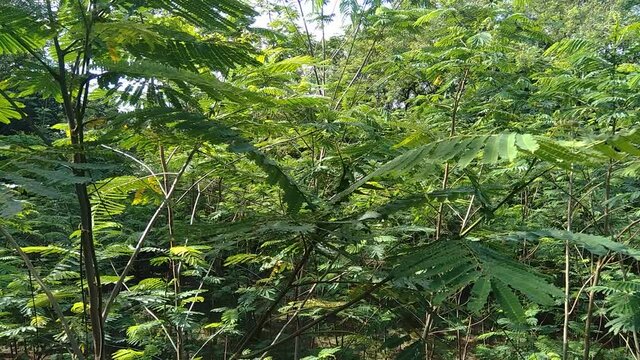 Albizia chinensis (silk tree, Chinese albizia, kool, khang hung, kang luang, cham, sengon) leaves with natural background. Albizia chinensis use as crates, boats, potions and bridges