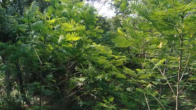 Albizia chinensis (silk tree, Chinese albizia, kool, khang hung, kang luang, cham, sengon) leaves with natural background. Albizia chinensis use as crates, boats, potions and bridges