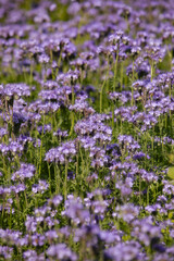 Fototapeta premium facelia