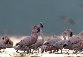 Flocks of Lesser Flamingos at Lake Bogoria, Kenya