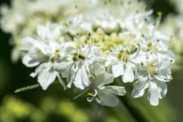 Flower of Cow Parsnip (Heracleum spec.)