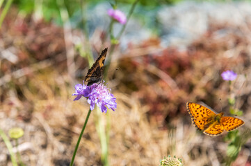 couple of butterflies standing and flying around a purple flower