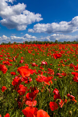 Field with red poppies near the village of Kuty