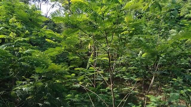 Albizia chinensis (silk tree, Chinese albizia, kool, khang hung, kang luang, cham, sengon) leaves with natural background. Albizia chinensis use as crates, boats, potions and bridges