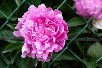 Dark pink peony flower head in garden, natural light