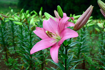 Pink lily - Toronto.
