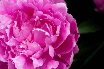 Dark pink peony flower head in garden, natural light