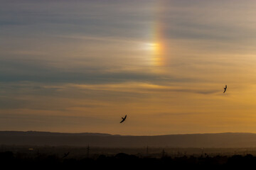 birds in the sunset