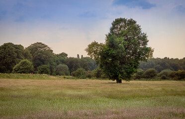 tree in field in countryside