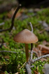 mushroom in the forest