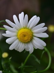 Fototapeta premium white daisy flower