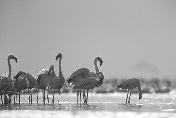 Lesser Flamingos in the morning light at Lake Bogoria, Kenya