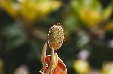 magnolia tree grandiflora  seed pod closeup