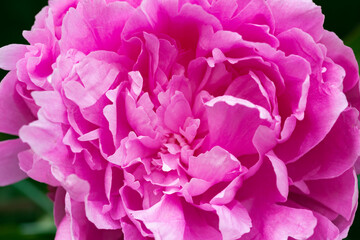 Dark pink peony flower head in garden, natural light