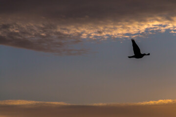 Fototapeta na wymiar pigeon in the sky at sunset