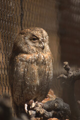 旭山動物園　フクロウ