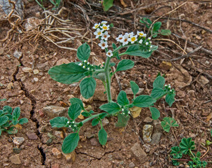 Close up of the flowering Heliotropium hirsutissimum