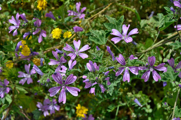 Fototapeta premium Close up of flowering Lavatera cretica, Small Tree Mallow growing wild