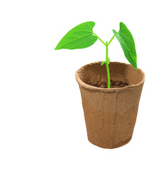 Fototapeta na wymiar Bean plant growing in a peat pot, seedlings isolated on white