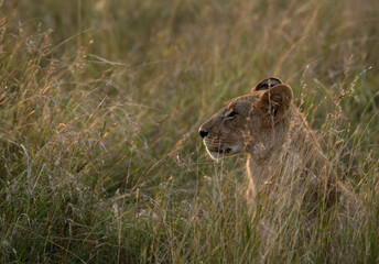 A lion in the morning light at Masai Mara, Kenya