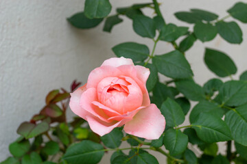 melon rose