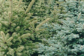 Small green fir trees in the Park close up