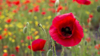 Fototapeta na wymiar Close up of red poppy flower in the foreground on blurred field meadow background.Floral design with summer wildflowers.Remembrance day,Anzac day,memory symbol of First World War.Drug,opium
