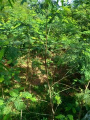 Albizia chinensis (silk tree, Chinese albizia, kool, khang hung, kang luang, cham, sengon) leaves with natural background. Albizia chinensis use as crates, boats, potions and bridges