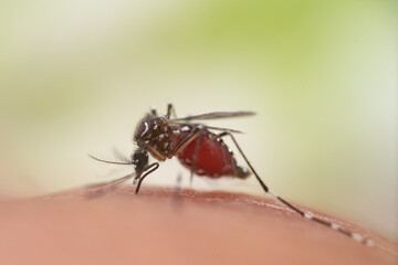 Aedes aegypti Mosquito. Close up a Mosquito sucking human blood,