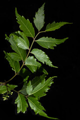 Fototapeta na wymiar Neem Leaf With Black Background,Azadirachta indica, commonly known as neem, nimtree or Indian lilac, is a tree in the mahogany family Meliaceae. It is one of two species in the genus Azadirachta