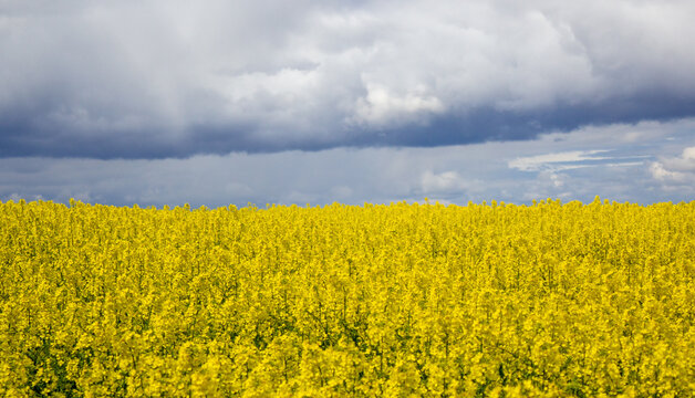 Concept image. Yellow field rapeseed in bloom with blue sky and white clouds. Peaceful nature. Beautiful background.