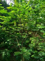 Albizia chinensis (silk tree, Chinese albizia, kool, khang hung, kang luang, cham, sengon) leaves with natural background. Albizia chinensis use as crates, boats, potions and bridges